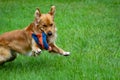 Golden Retriever Intensly Playing Catch