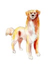 Watercolor Golden retriever isolated on white background, illustration.