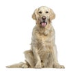 Golden Retriever isolated on white