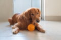 Golden Retriever and its toy ball Royalty Free Stock Photo