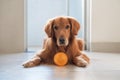 Golden Retriever and its toy ball Royalty Free Stock Photo