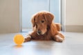 Golden Retriever and its toy ball Royalty Free Stock Photo