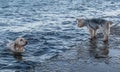 Golden retriever and jokeshare terrier in the sea, dog waiting near the sea for another dog, love by dogs