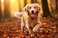 A golden retriever joyfully dashes through a colorful forest, with leaves flying in its wake, Happy golden retriever dog on Autumn