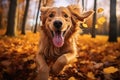 Golden retriever joyfully runs in the autumn park amid fallen leaves