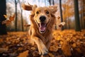 Golden retriever joyfully runs in the autumn park amid fallen leaves