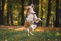 golden retriever jumping in autumn park Royalty Free Stock Photo