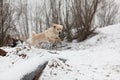 Golden Retriever jumping in snow Royalty Free Stock Photo