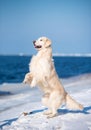 Golden Retriever jumping in a snowy yet sunny day Royalty Free Stock Photo