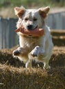 Golden retriever jumping a straw bale with an orange dummy