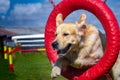 Golden Retriever Jumping Royalty Free Stock Photo