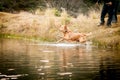 Golden retriever jumping in the water Royalty Free Stock Photo