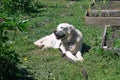 Golden retriever labrador dog resting tormented heat sun at the cottage friend village collar grass