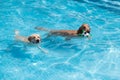 Golden Retriever and Labrador Retriever swimming in the pool