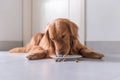 Golden Retriever, lay on the floor to eat dog food