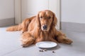 Golden Retriever, lay on the floor to eat dog food