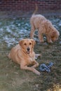 Golden retriever laying down looking at the camera between playing