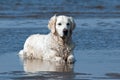 A Golden retriever lies and cools down in the sea Royalty Free Stock Photo