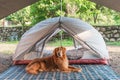 The golden retriever lies beside the tent Royalty Free Stock Photo