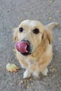 Golden retriever looking dedicated, dog looking committed, dog `s look big like puppy `s, dog `s look, dog has emotions, dog sits