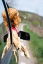 Golden Retriever Looking Out Of Car Royalty Free Stock Photo