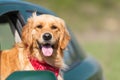 Golden Retriever Looking Out Of Car