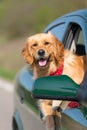 Golden Retriever Looking Out Of Car Royalty Free Stock Photo