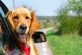 Golden Retriever Looking Out Of Car Royalty Free Stock Photo