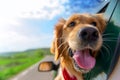 Golden Retriever Looking Out Of Car Window Royalty Free Stock Photo