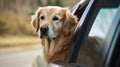 Golden retriever looking out of car window. Generative AI Royalty Free Stock Photo