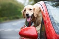 Golden Retriever Looking Out Of Car Window Royalty Free Stock Photo