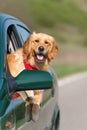 Golden Retriever Looking Out Of Car Royalty Free Stock Photo