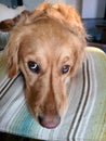 Golden Retriever Looking Up at Camera