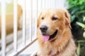 Golden retriever looking and wait his master to come home