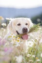 Golden Retriever in a lush mountain meadow Royalty Free Stock Photo