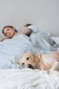 Golden retriever lying on bed with young couple sleeping Royalty Free Stock Photo