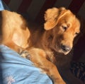 Golden retriever lying on the floor