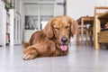 The golden retriever lying on the floor Royalty Free Stock Photo