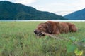 Golden Retriever lying on the grass and biting wood