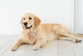 Golden retriever lying on light floor Royalty Free Stock Photo