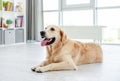 Golden retriever lying on light floor Royalty Free Stock Photo