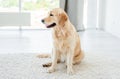 Golden retriever lying on light floor Royalty Free Stock Photo