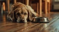 Golden retriever lying next to an empty food bowl on a wooden floor Royalty Free Stock Photo