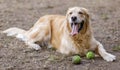 Golden Retriever male adult resting next to tennis balls. Royalty Free Stock Photo