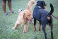 Golden Retriever meeting Rottweiler dog in a park Royalty Free Stock Photo