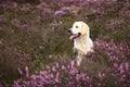 Golden Retriever in Moor