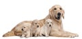 Golden Retriever mother, 5 years old