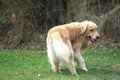 Splendid example of golden retriever dog with brown fur. Royalty Free Stock Photo