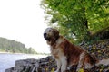 golden retriever near the lake in summer Royalty Free Stock Photo