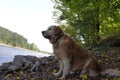 golden retriever near the lake in Ukraine Royalty Free Stock Photo